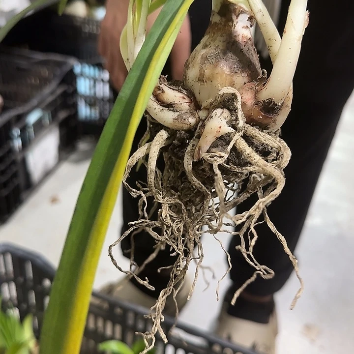 黄玫瑰3.5公分待测芽