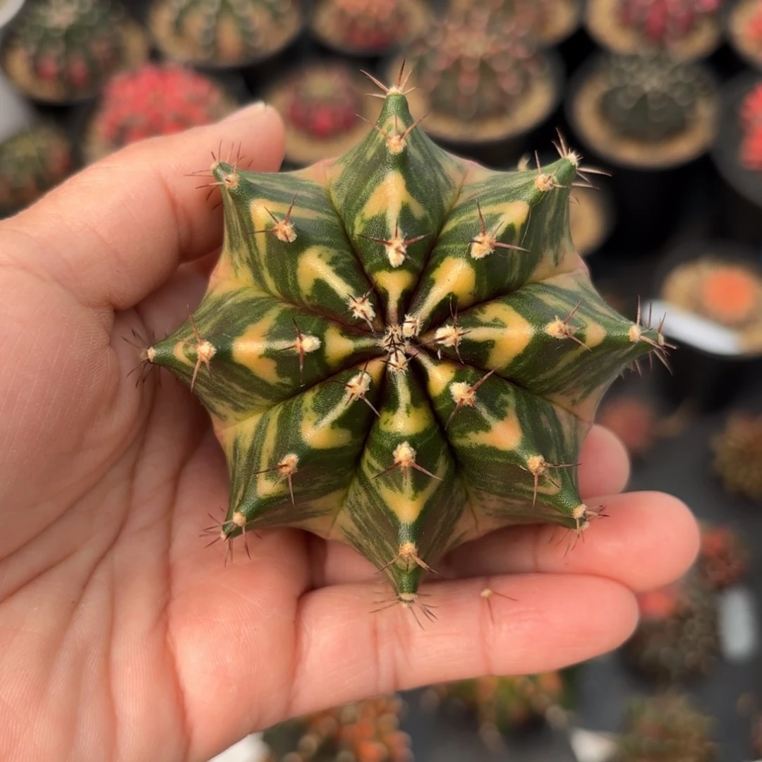 泰系实生米哈仙人球120