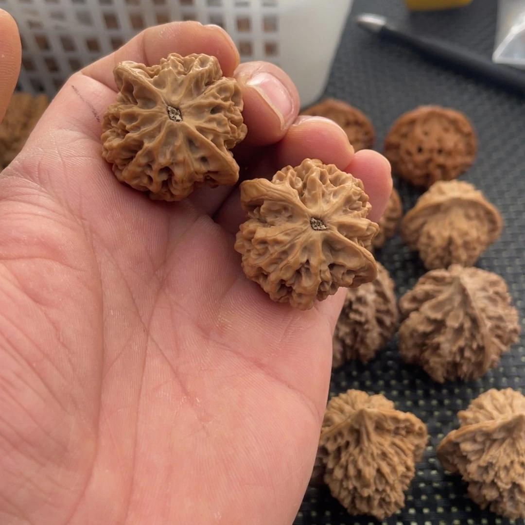 秦岭的小王核桃啊啊啊