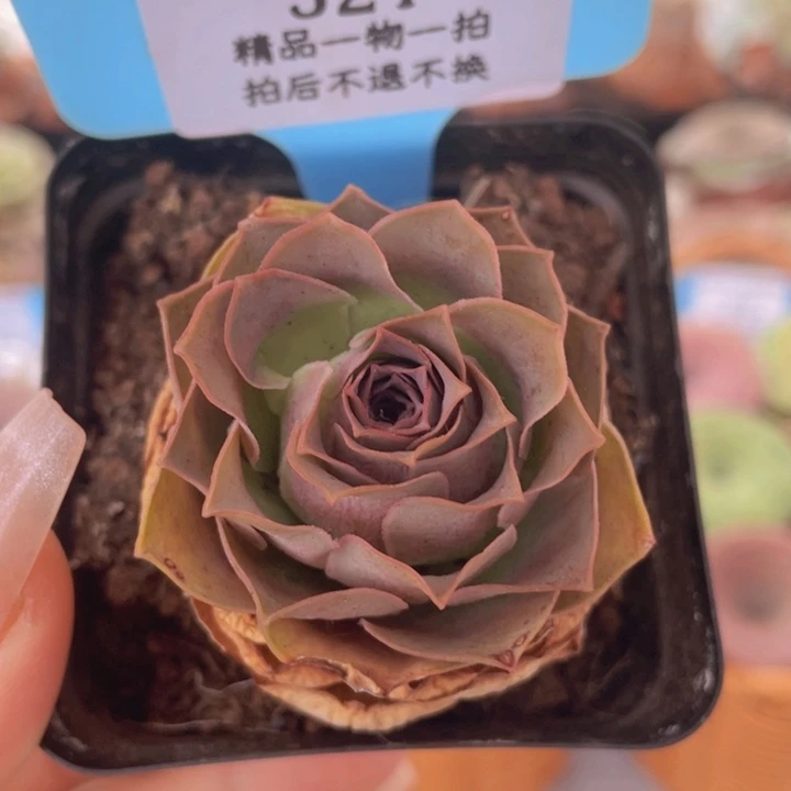 山地玫瑰521裸根发货不售后