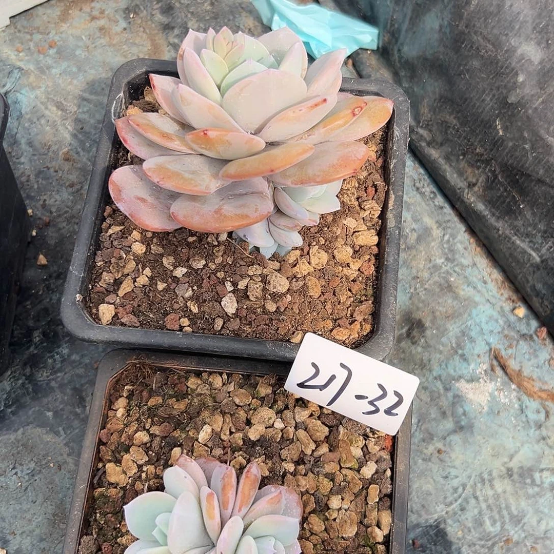 217-32奶茶组合2颗多肉