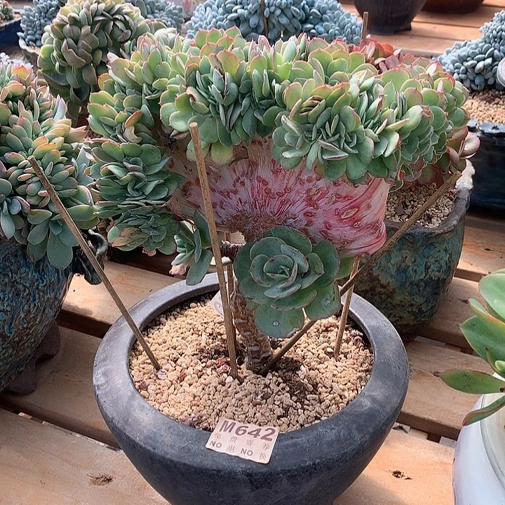 杂化缀化 巨无霸 非偏远38包邮 节后发