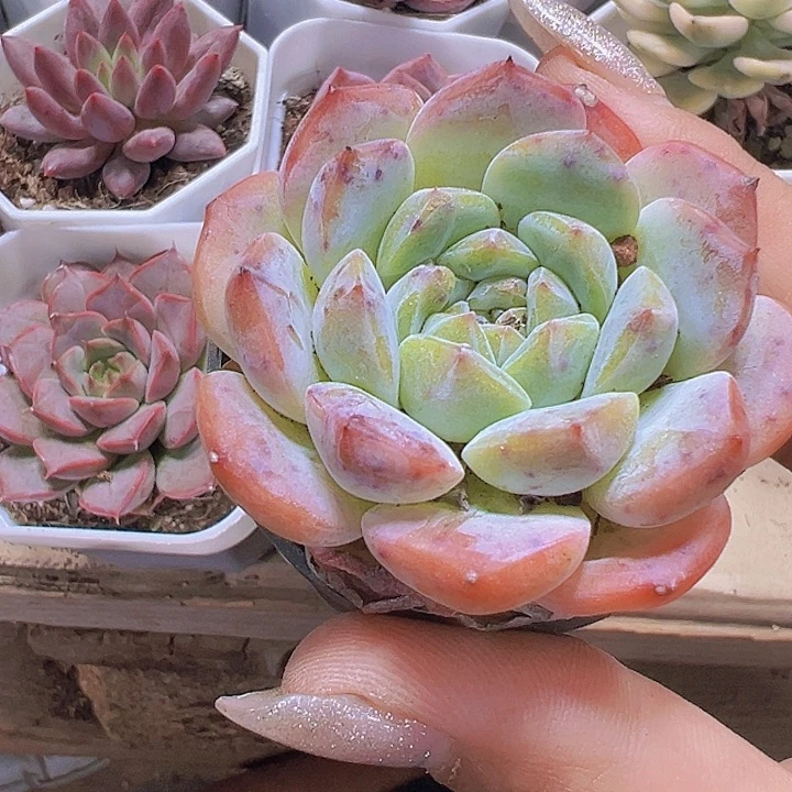 大熊猫19包邮多肉植物
