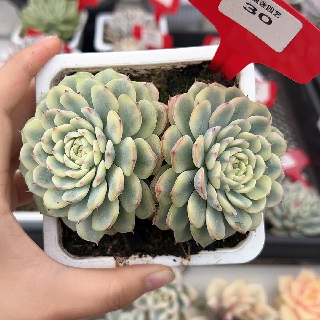 30号双头姬莲锦多肉植物