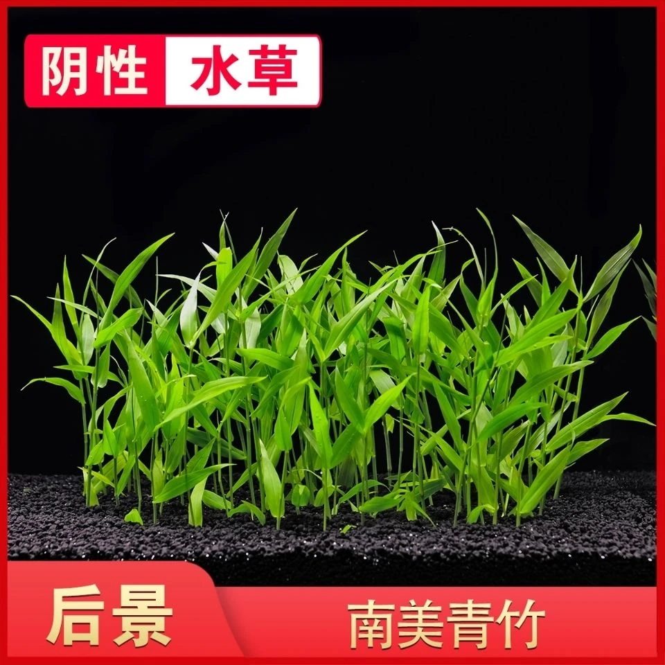 鱼缸造景阴性水草淡水植物活懒人南美青竹玉竹免栽种新手中后景