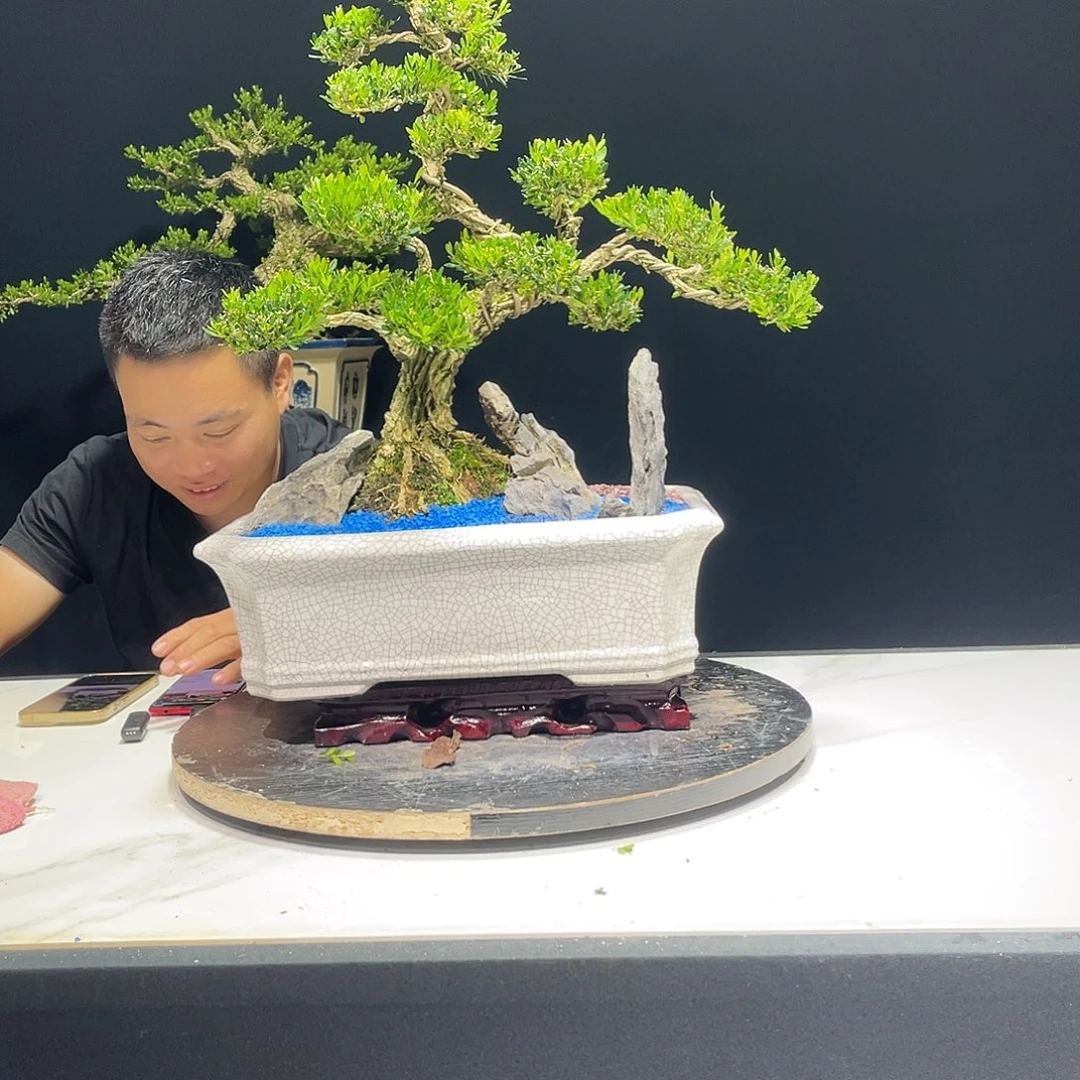当前无花栽培后可以开花