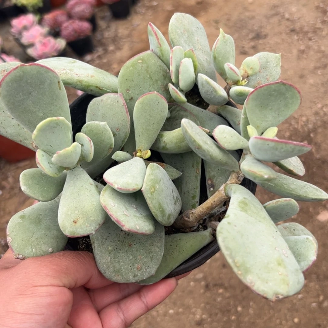 多肉植物多肉植物