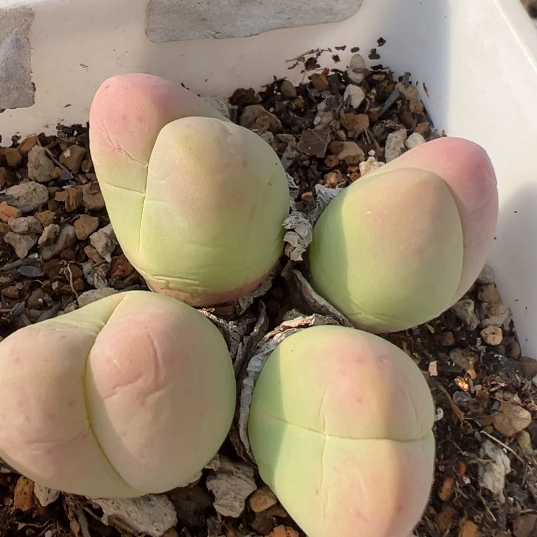 143多肉植物百科知识