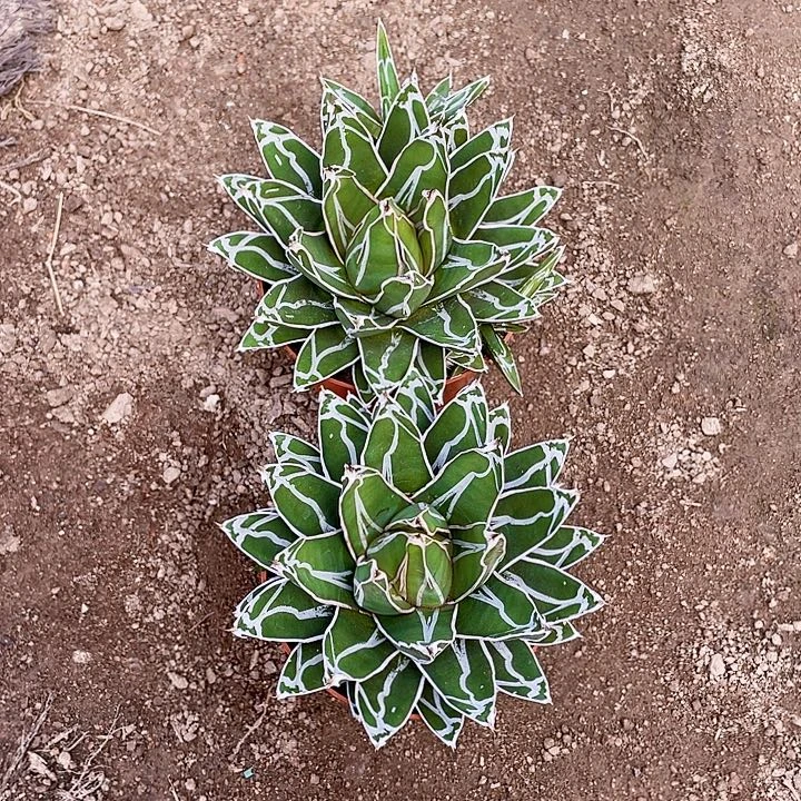 完***活完全开放屉之雪龙舌兰