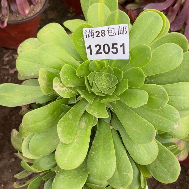 12051法师多肉植物