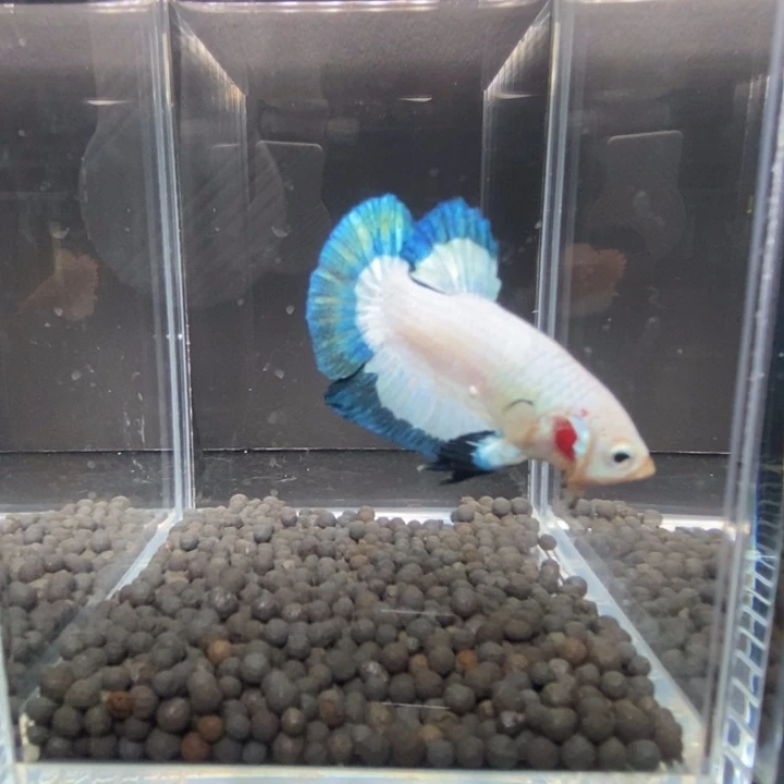 斗鱼泰国斗鱼549号