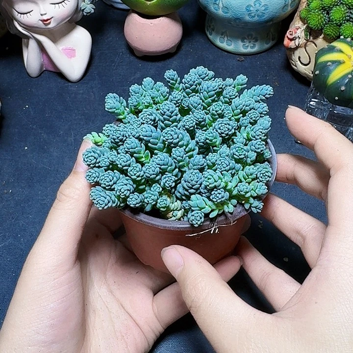 9厘米圆盆蓝美人带盆一盆