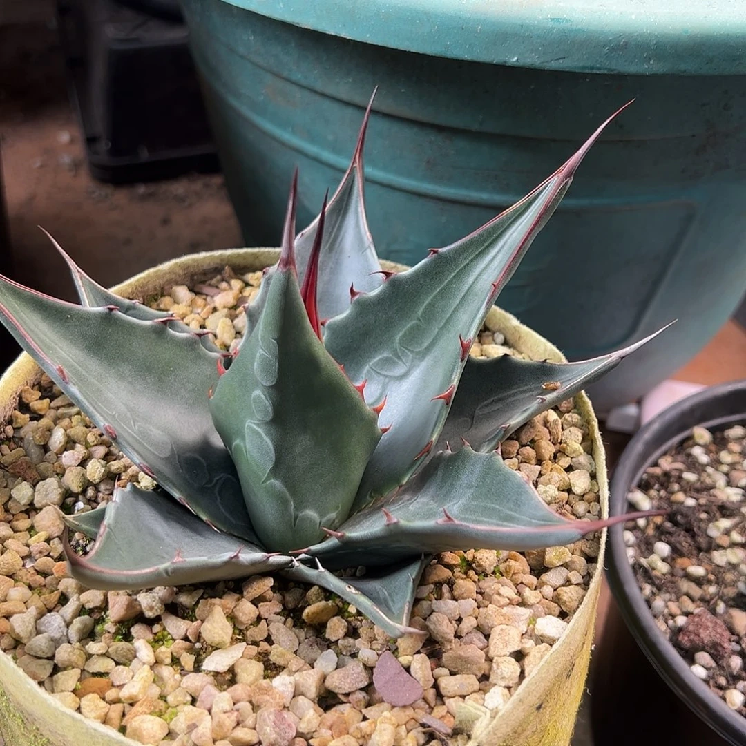 无花朵多肉植物灰蒙优选