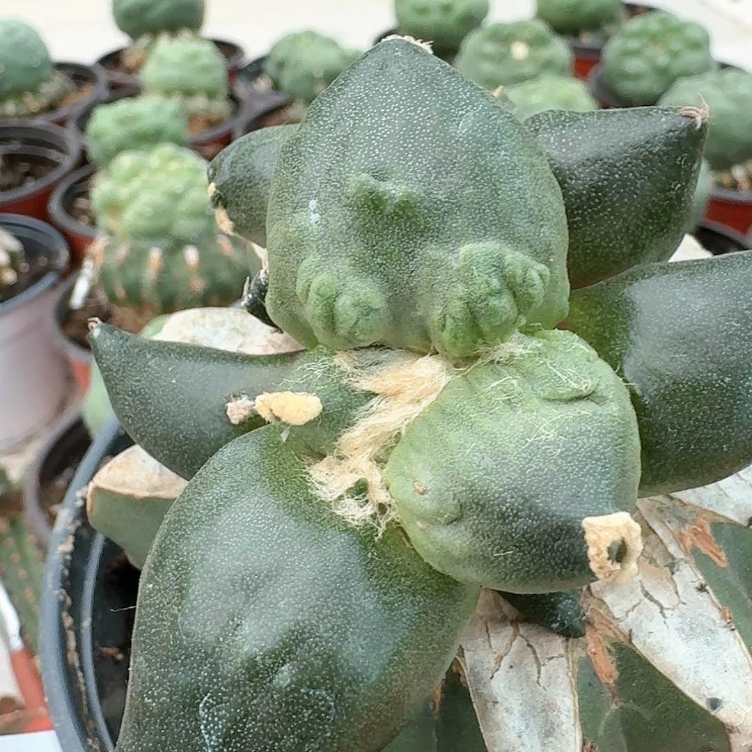 【闪购商品】无花朵俊**河蛋尤怒641