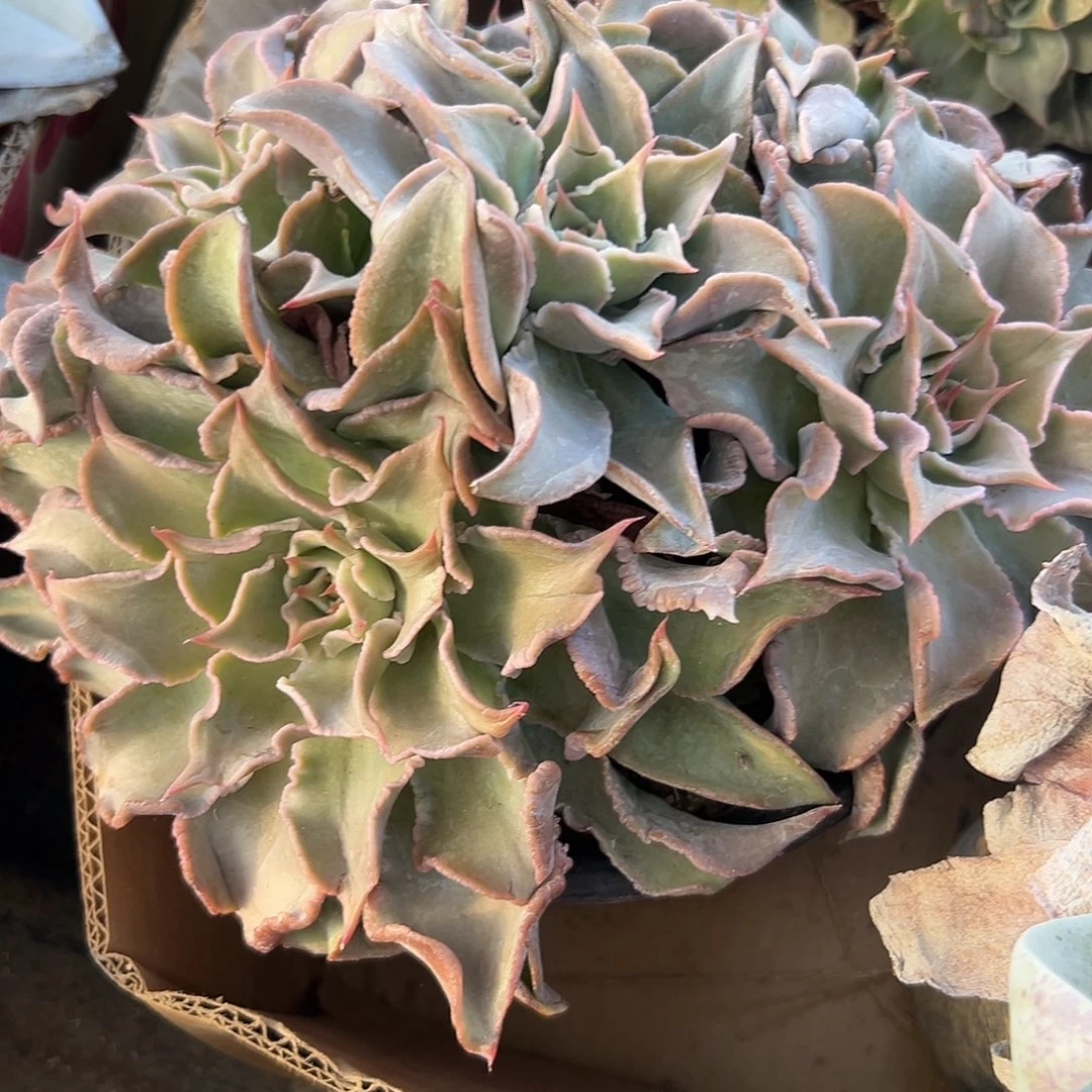 多肉植物大颗饺子皮