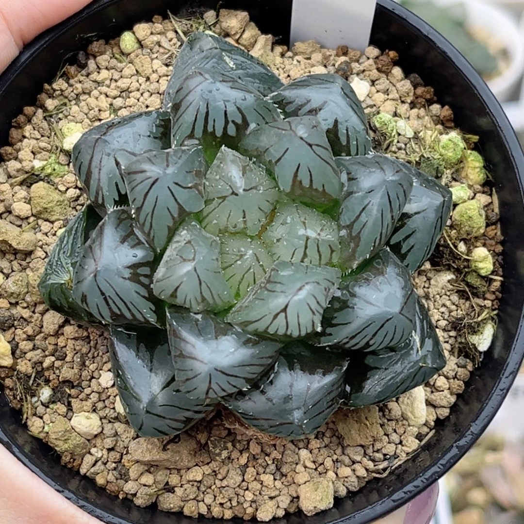 32水晶玉露福利专场