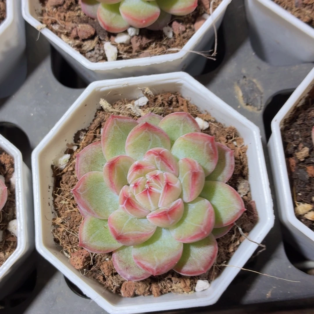 雪花珍妮多肉9.9包邮发货