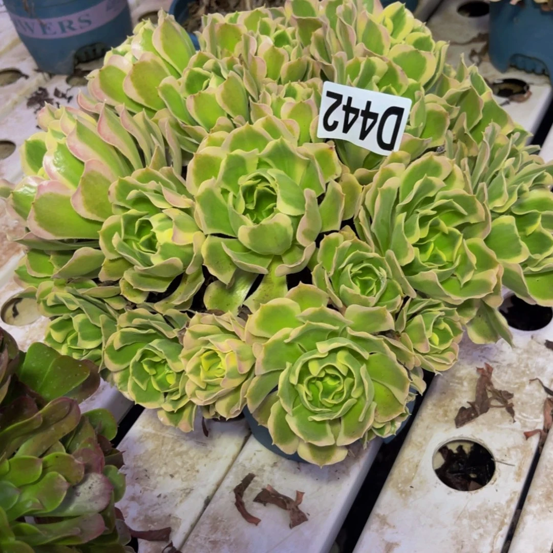 白凤法师7/////12包邮