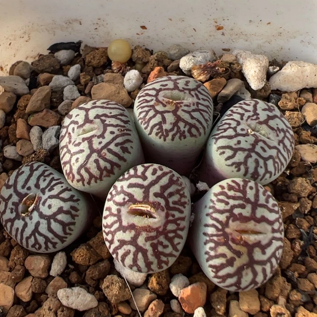 60多肉植物百科植物