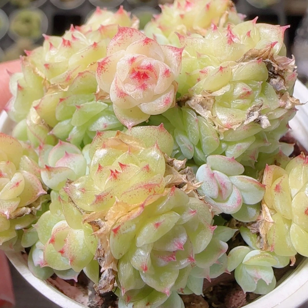 花语逸镜1101-286散