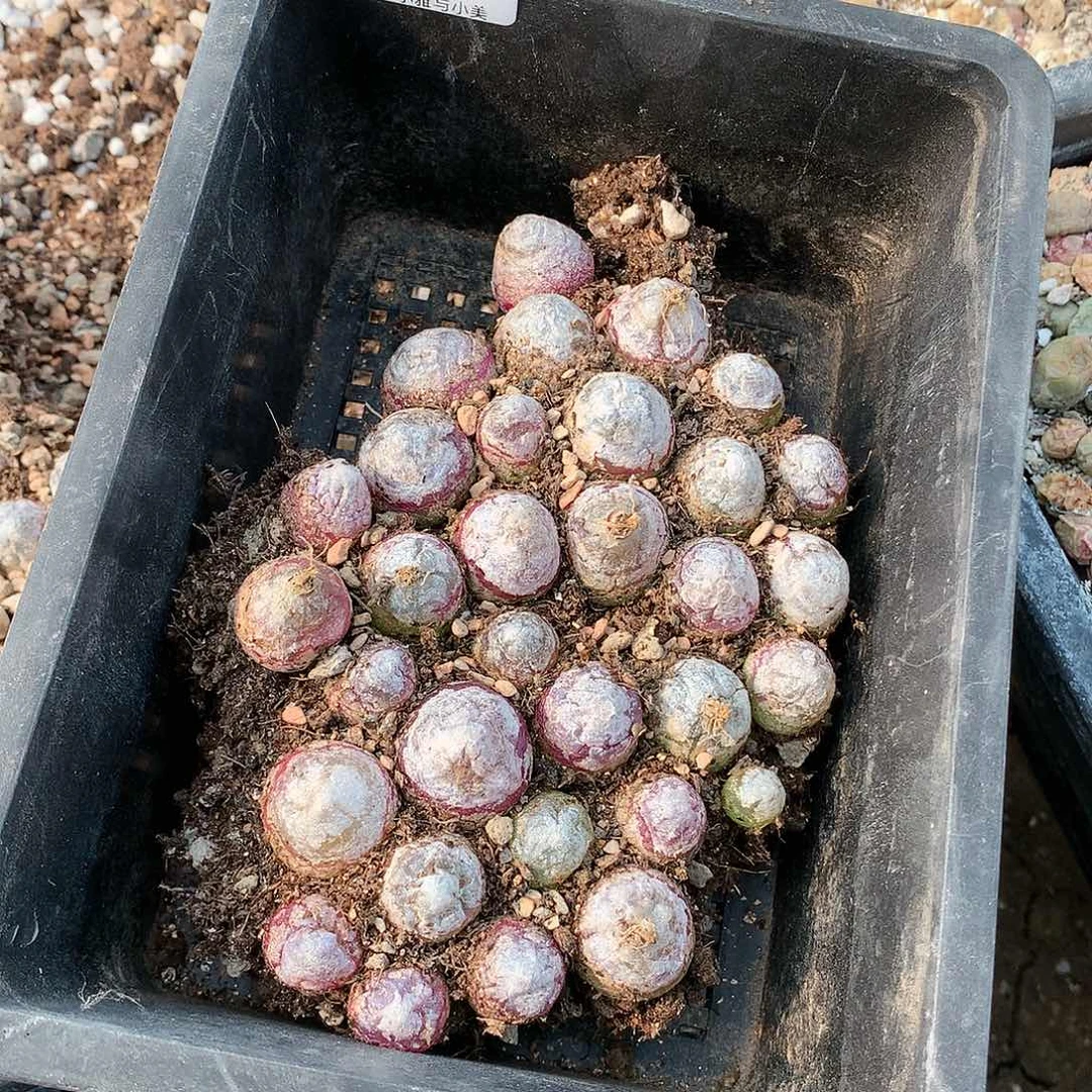 *️****B451多肉植物保护研究所