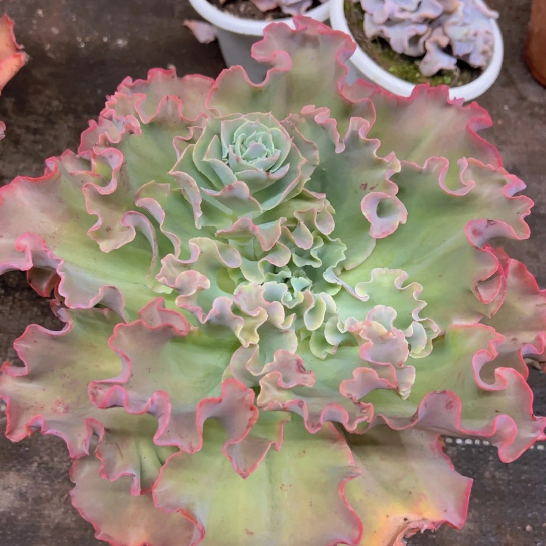 高莎之翁大单头老桩