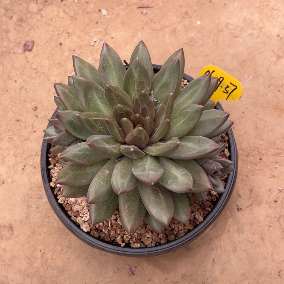 06-29-37迷雾泡泡多肉植物