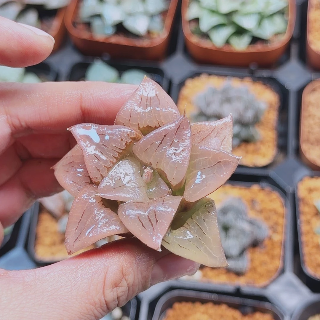 无花朵十二卷裹果冻阿含糊裸根