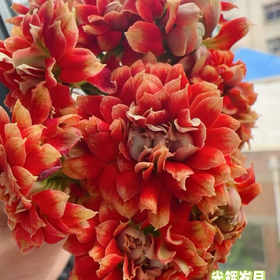 长寿花（光辉岁月）110盆