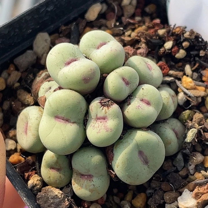 24-32嘴多肉植物肉锥
