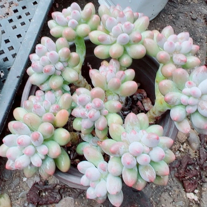 手指多肉植物量拍
