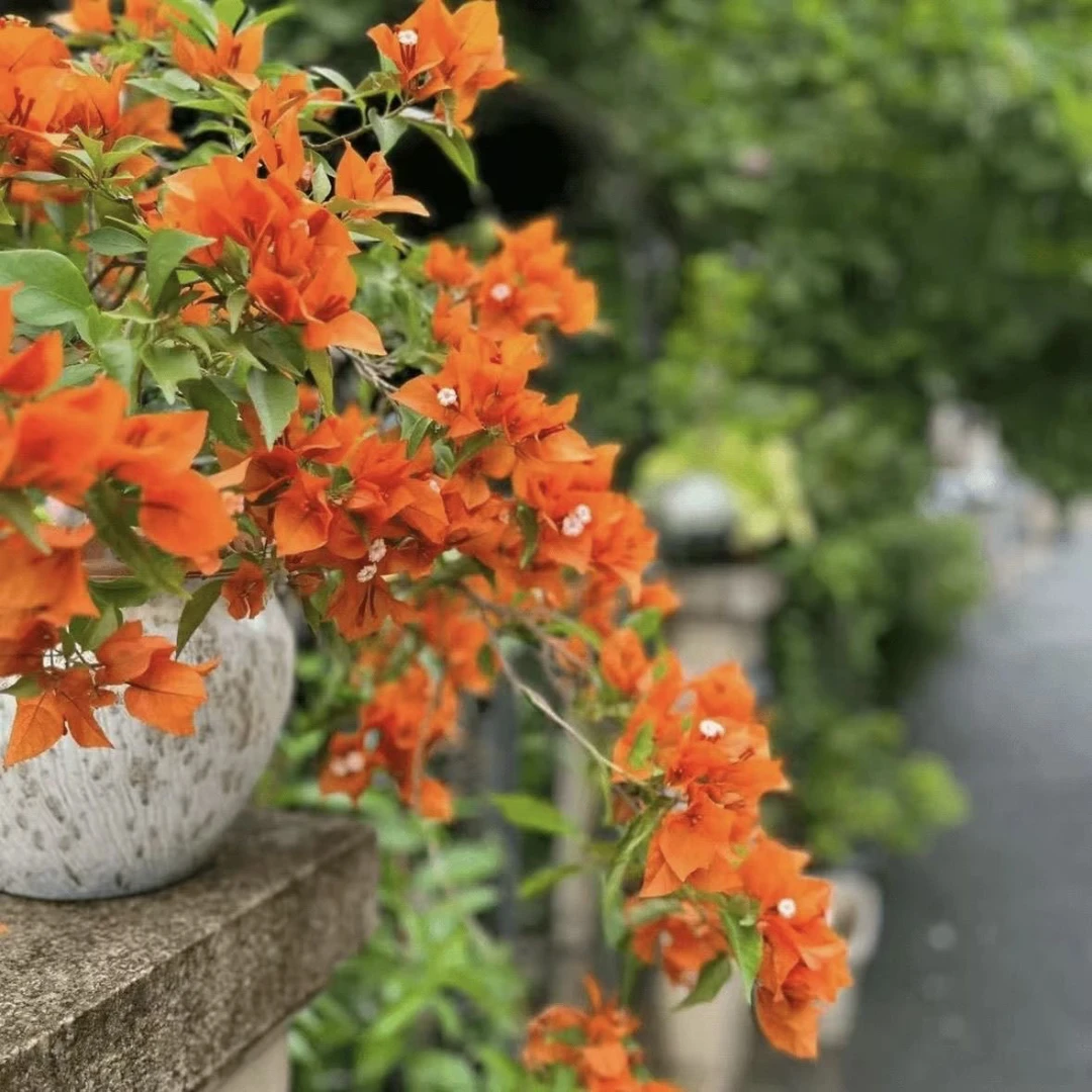 橙桑巴 三角梅绿植花卉 壮苗【不带花】发货