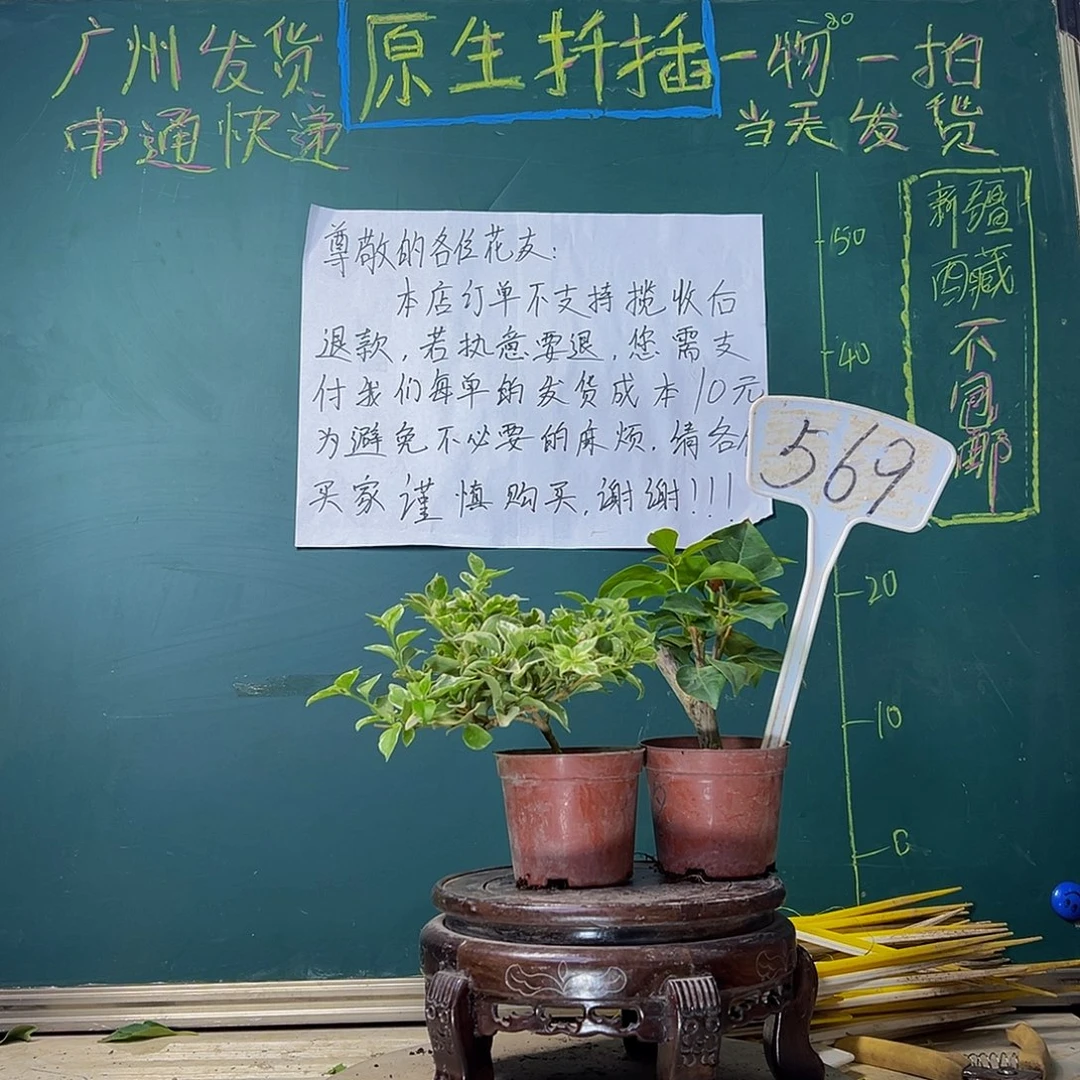 当前无花栽培后可以开花少女心掌中宝 绿叶夕阳红掌中宝569