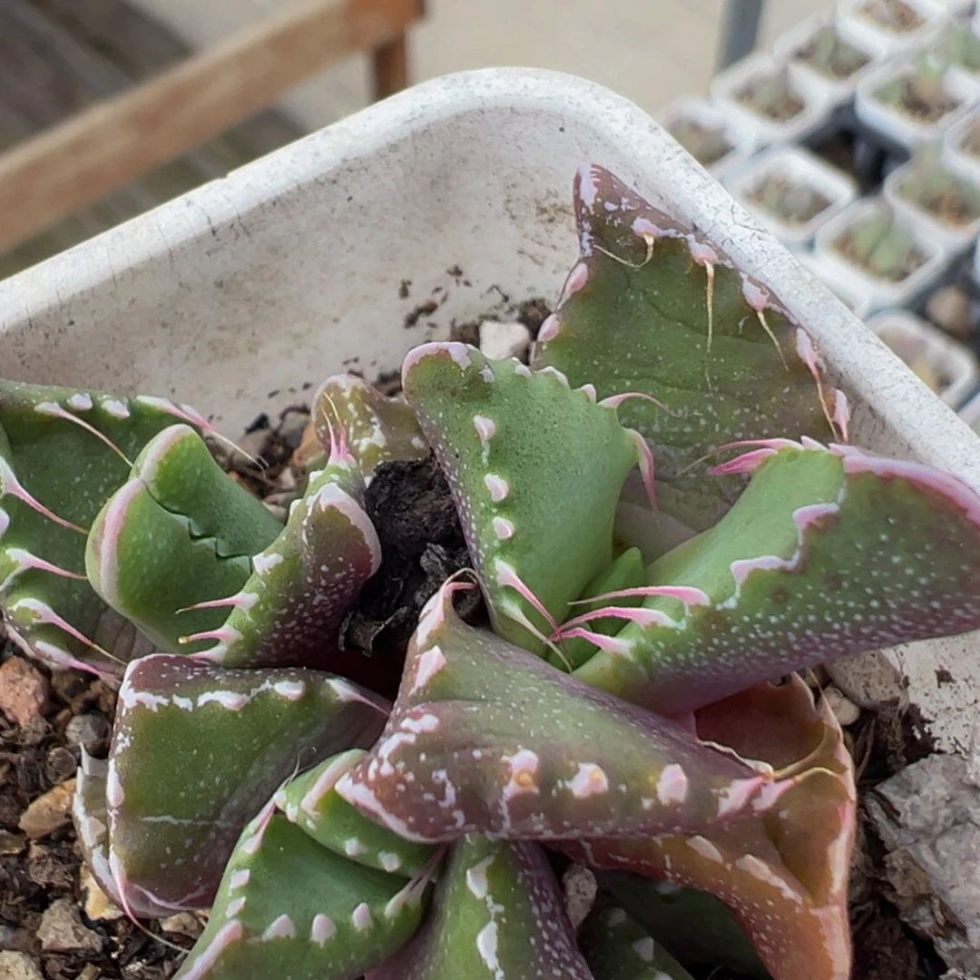 109多肉植物百科植物