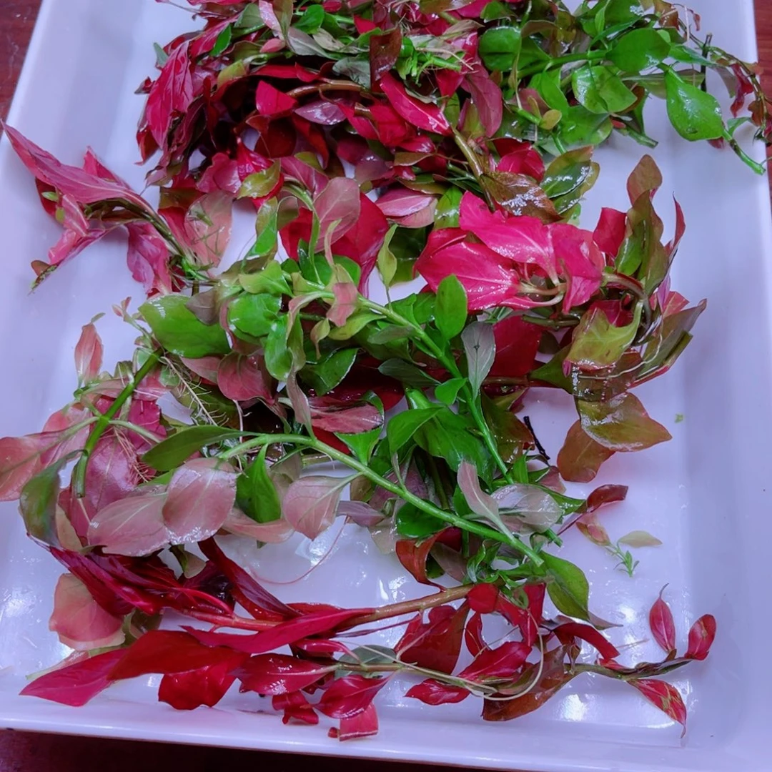 美小呆哇塞套餐一份
