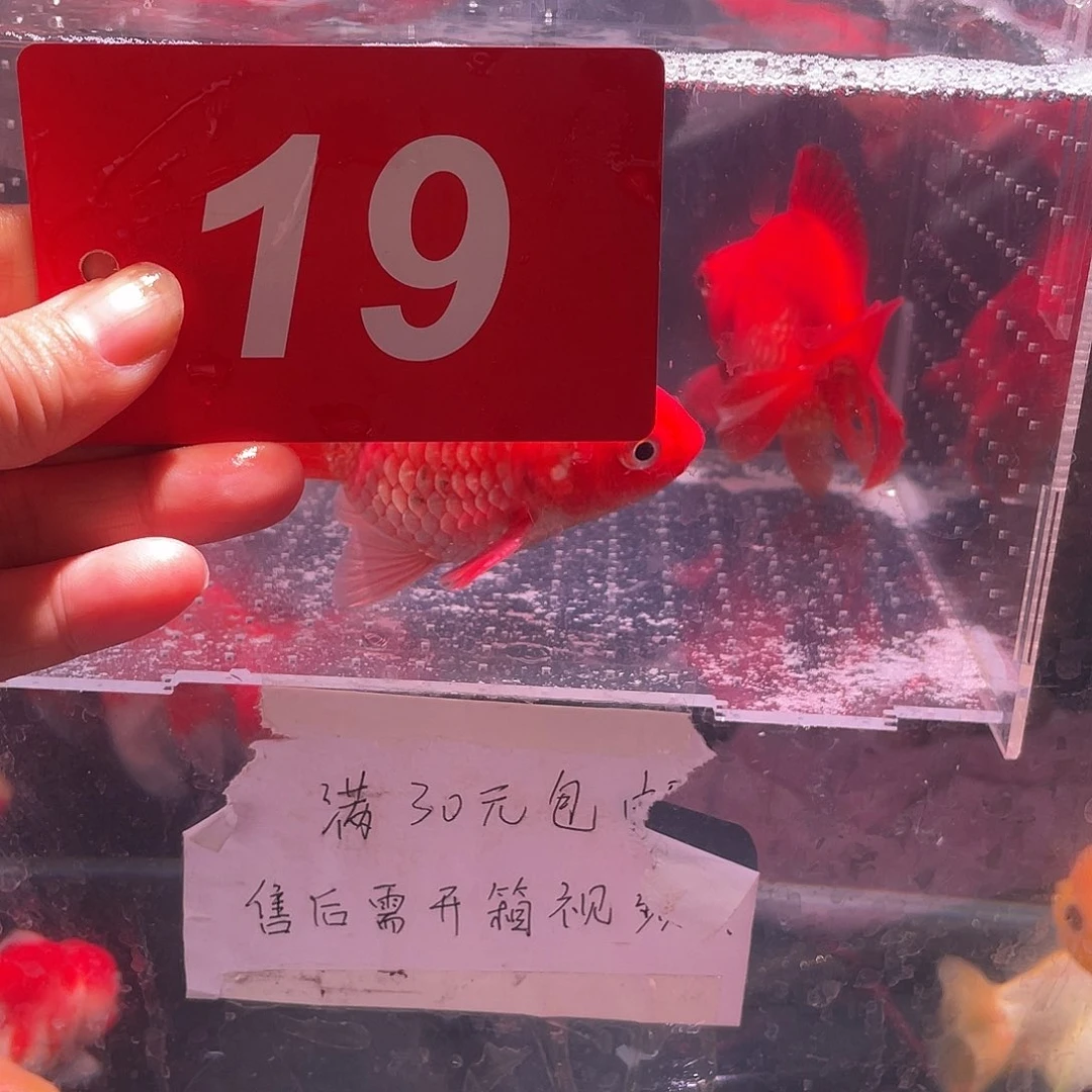 红嘴尖格鱼冷水鱼