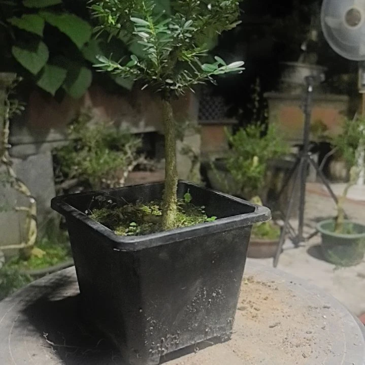 拈***花无花朵黄杨盆景造型树