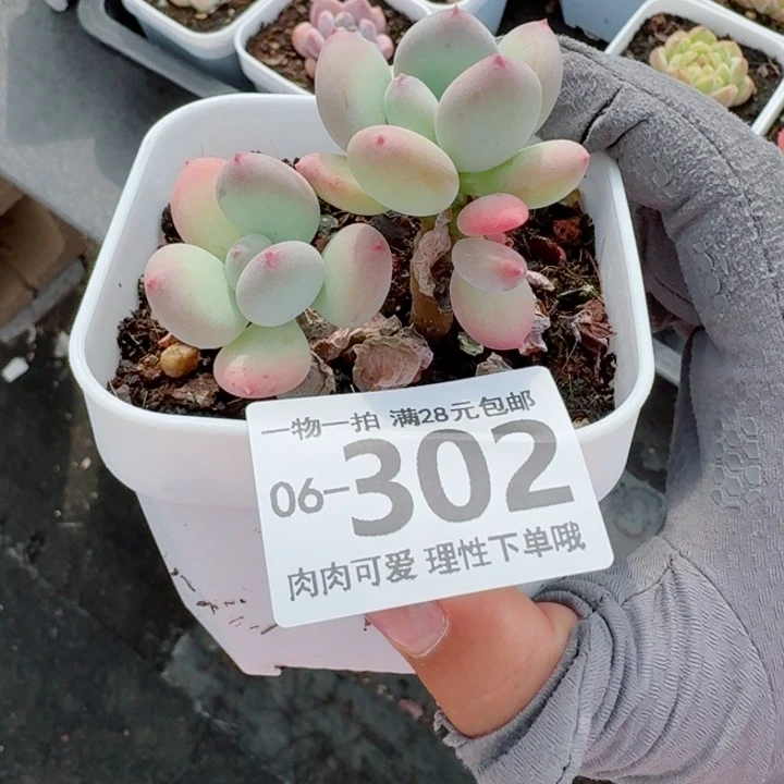 苹果奶多肉无盆土发货多
