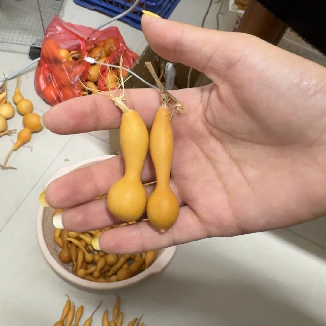 精品本捻葫芦系列