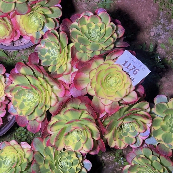 1176奶白多肉老桩