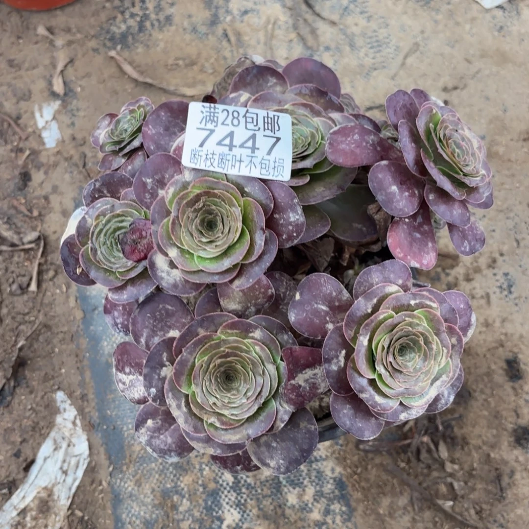 M. 7447魅金玫瑰多肉，ad