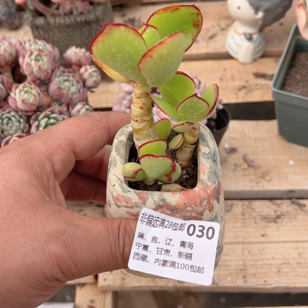【闪购商品】豆*豆030青梅