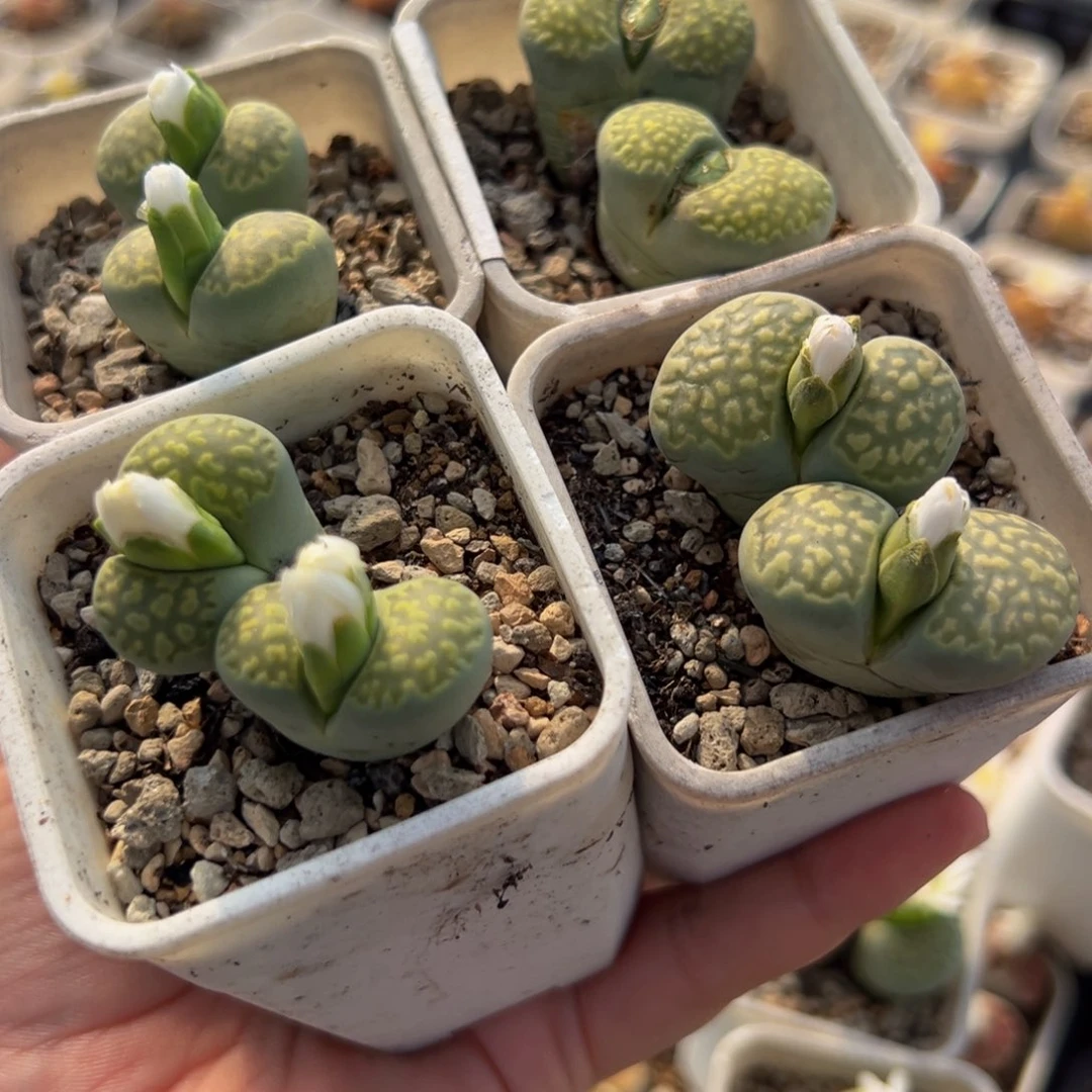 055多肉植物种类多样