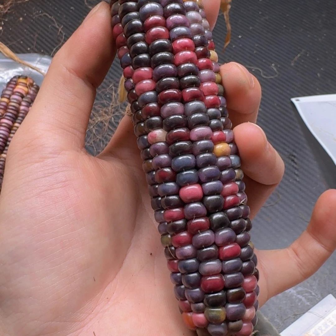 .***.柏香籽/百香籽吊坠