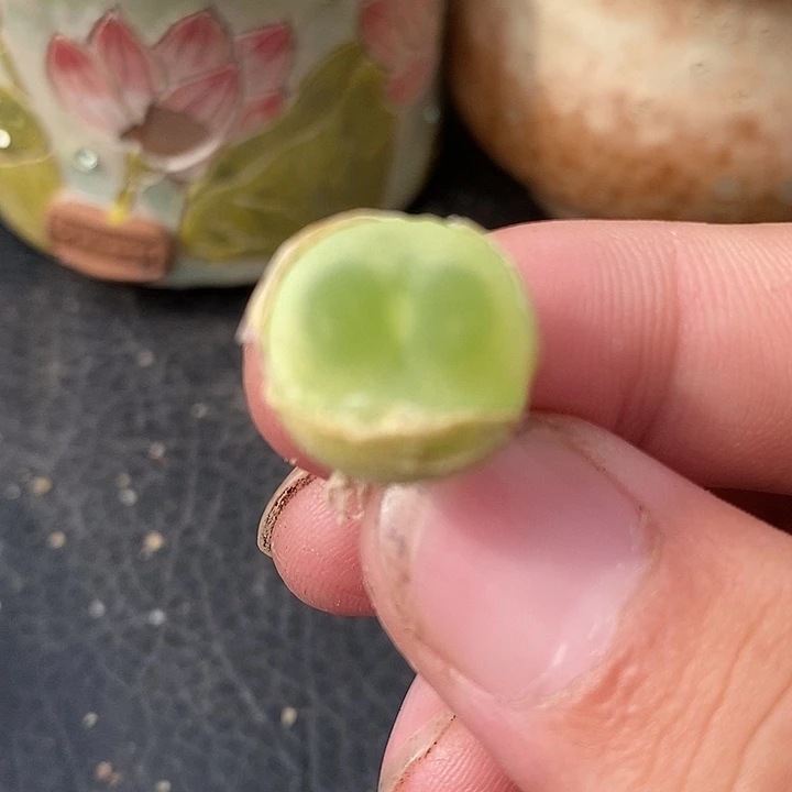 227一颗一颗拉登