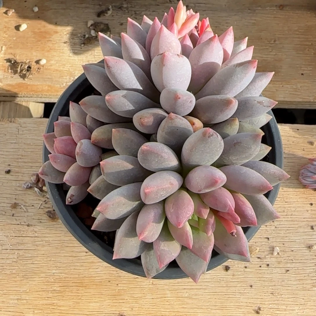 紫哥特群多肉植物