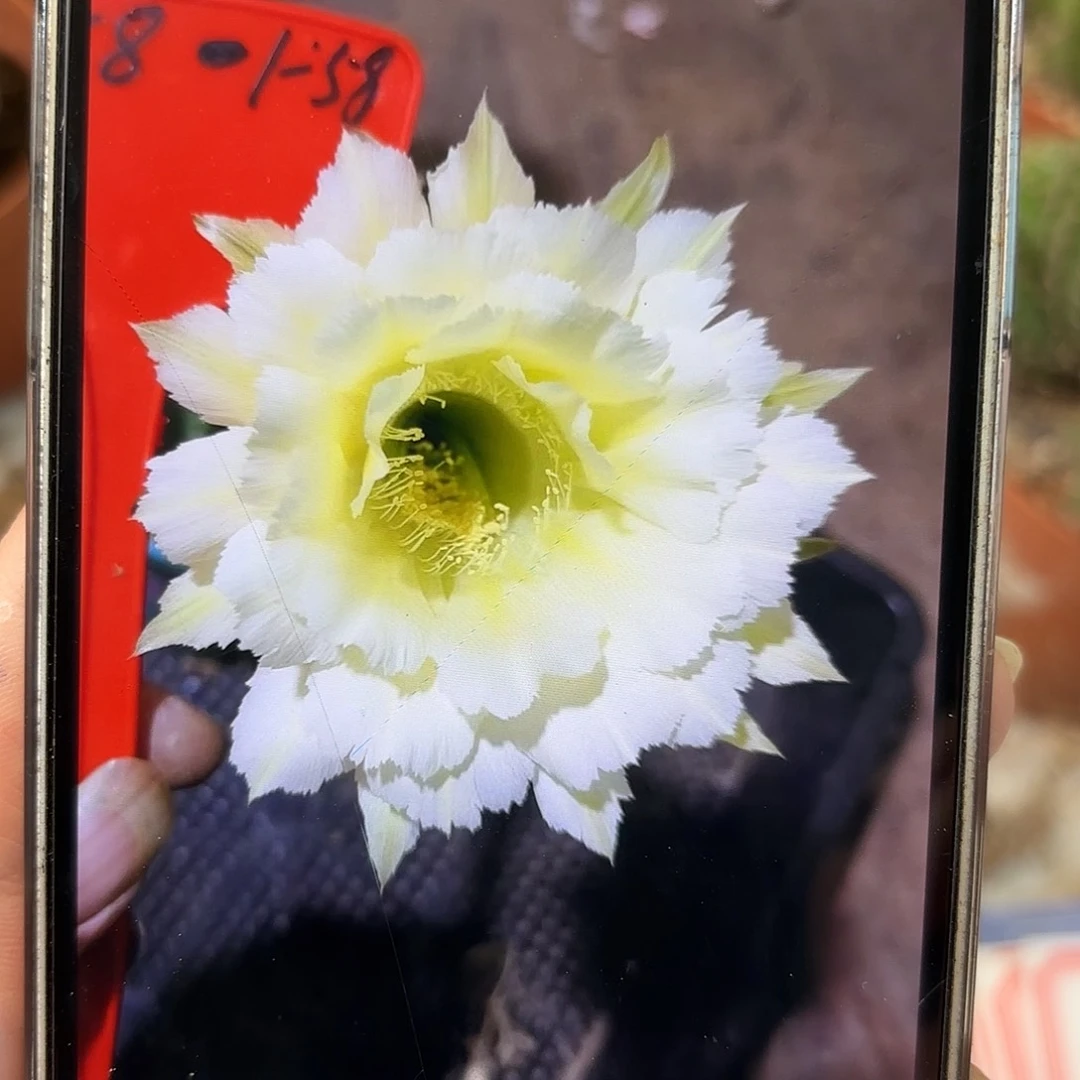彩草1-58号7公分左右