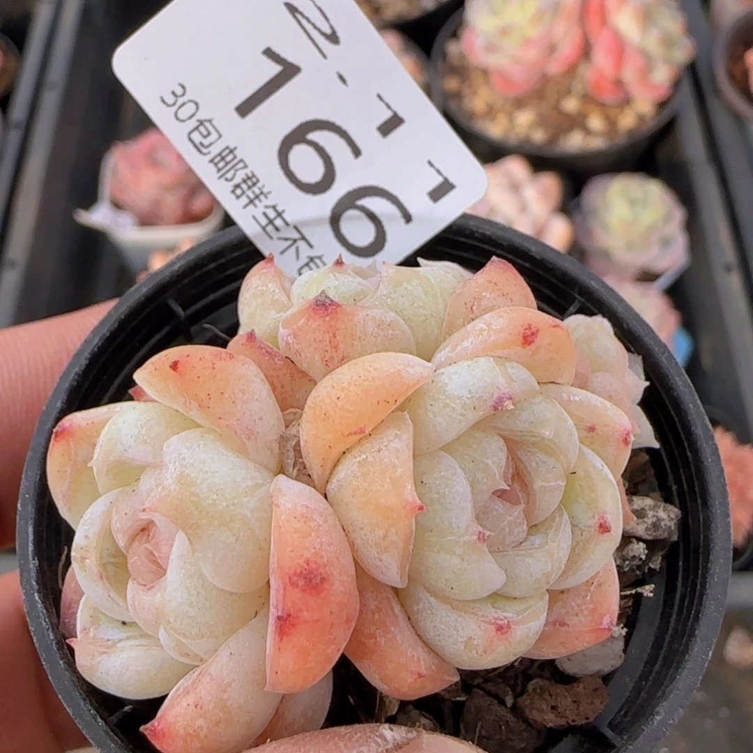 胖虎三头一颗脱土发货