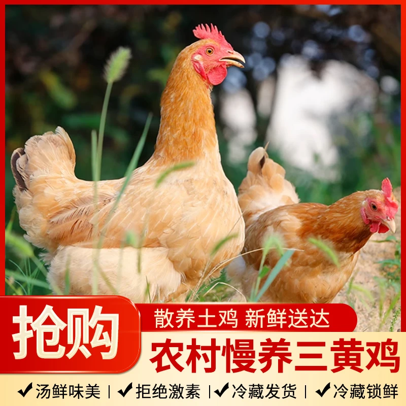 宰杀冷藏发货广西土三黄母鸡正宗农家散养营养滋补老母鸡壮年鸡