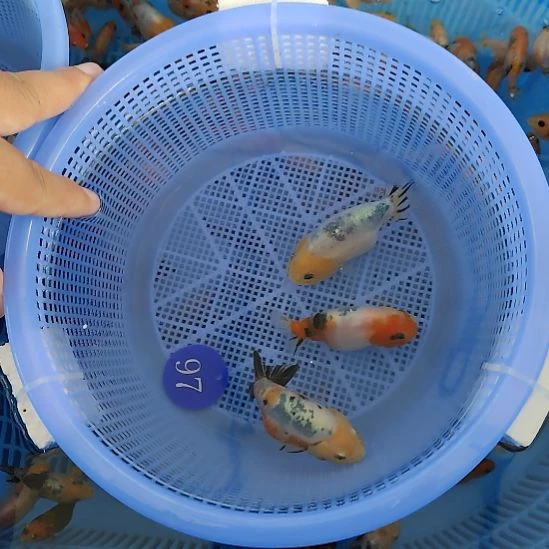 97兰寿三只8-9cm水墨花水墨特价京东包邮